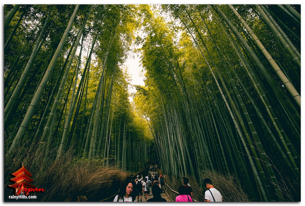 Bamboo Forest, Arashiyama