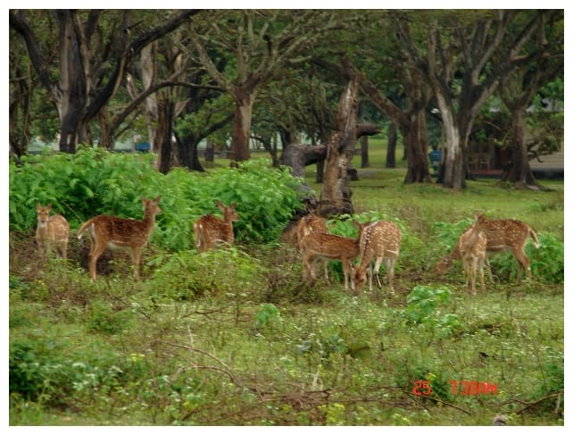 Bandipur, its not zoo, its on street, no restrictions for them