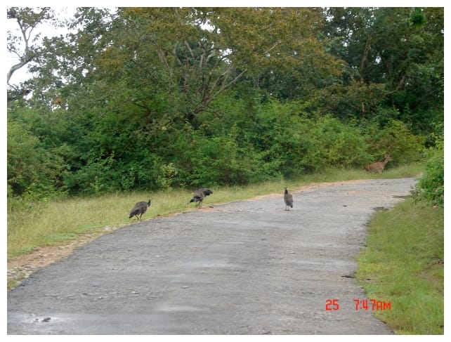 Peacocks and deers welcomed us and said Drive carefully