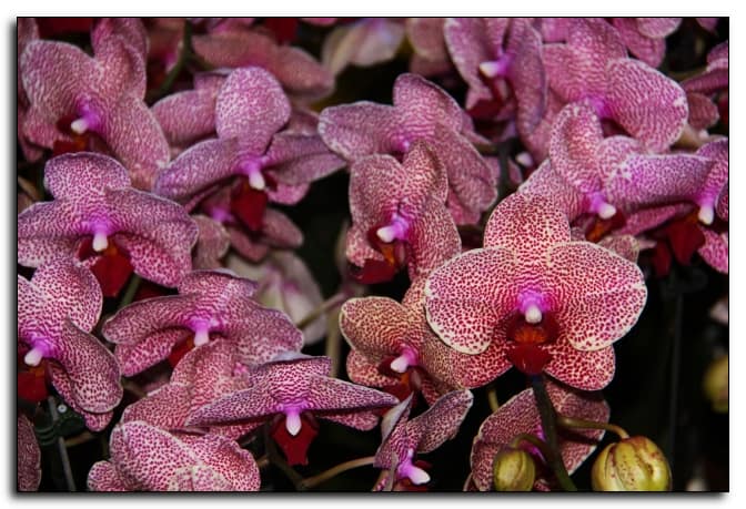 Doritaenopsis Sogo Vivien Orchidaceae